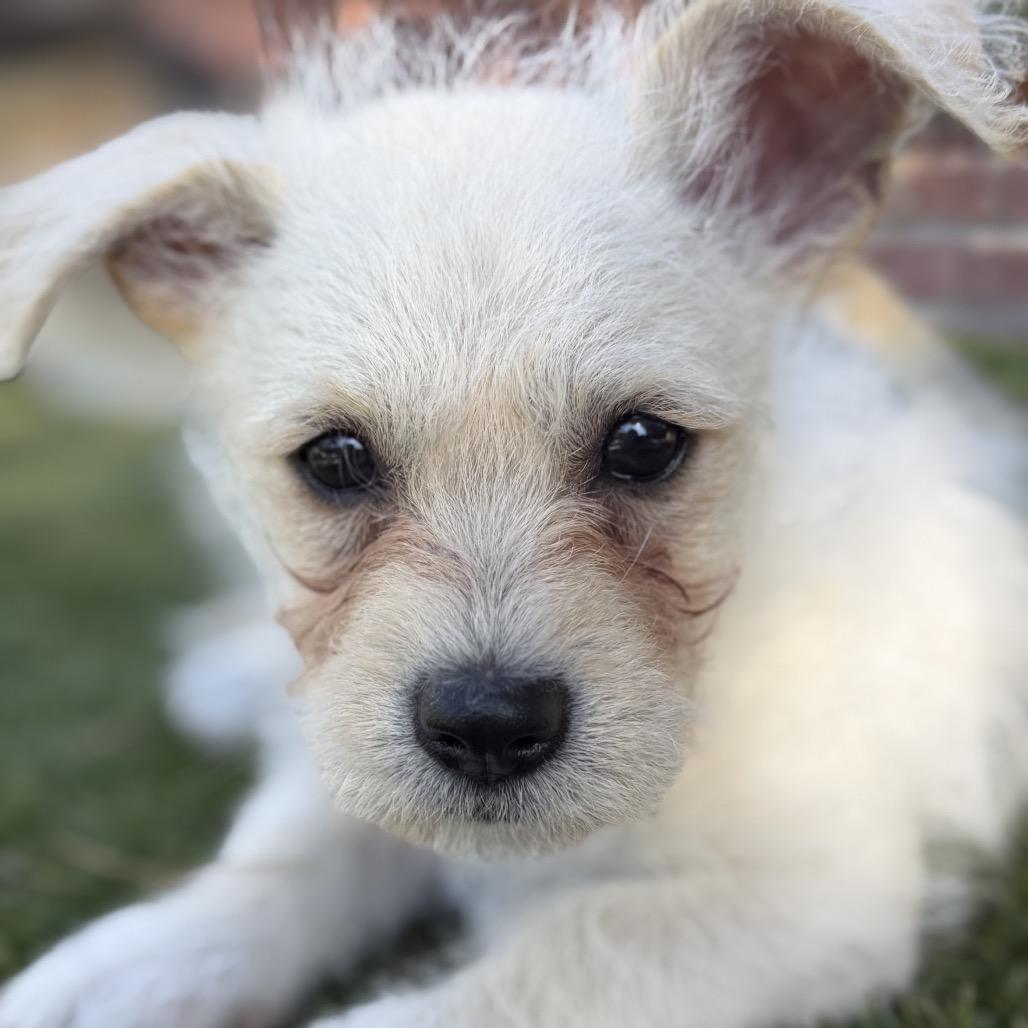 Pip, a Adoptable mixed breed in Oceanside, CA image 5/6