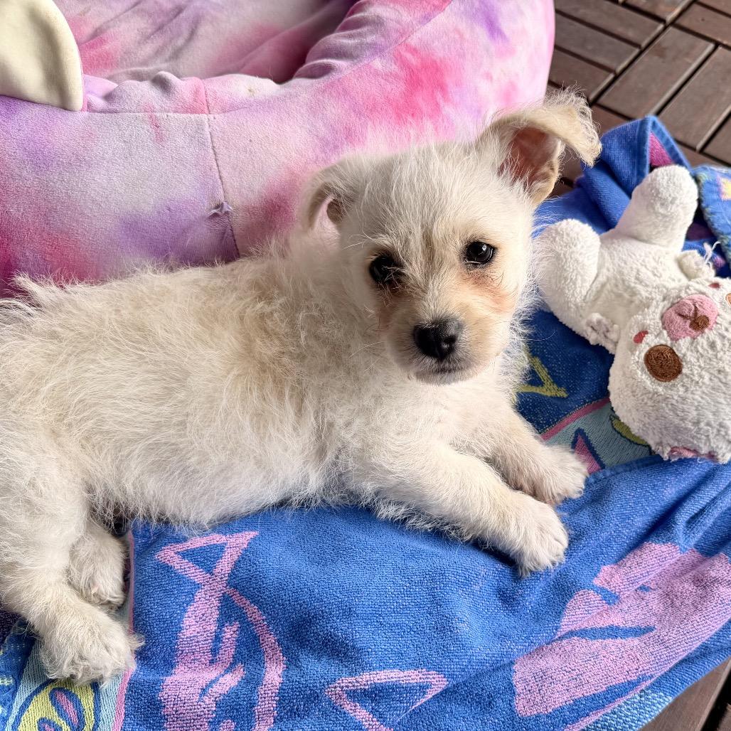 Pip, a Adoptable mixed breed in Oceanside, CA image 6/6