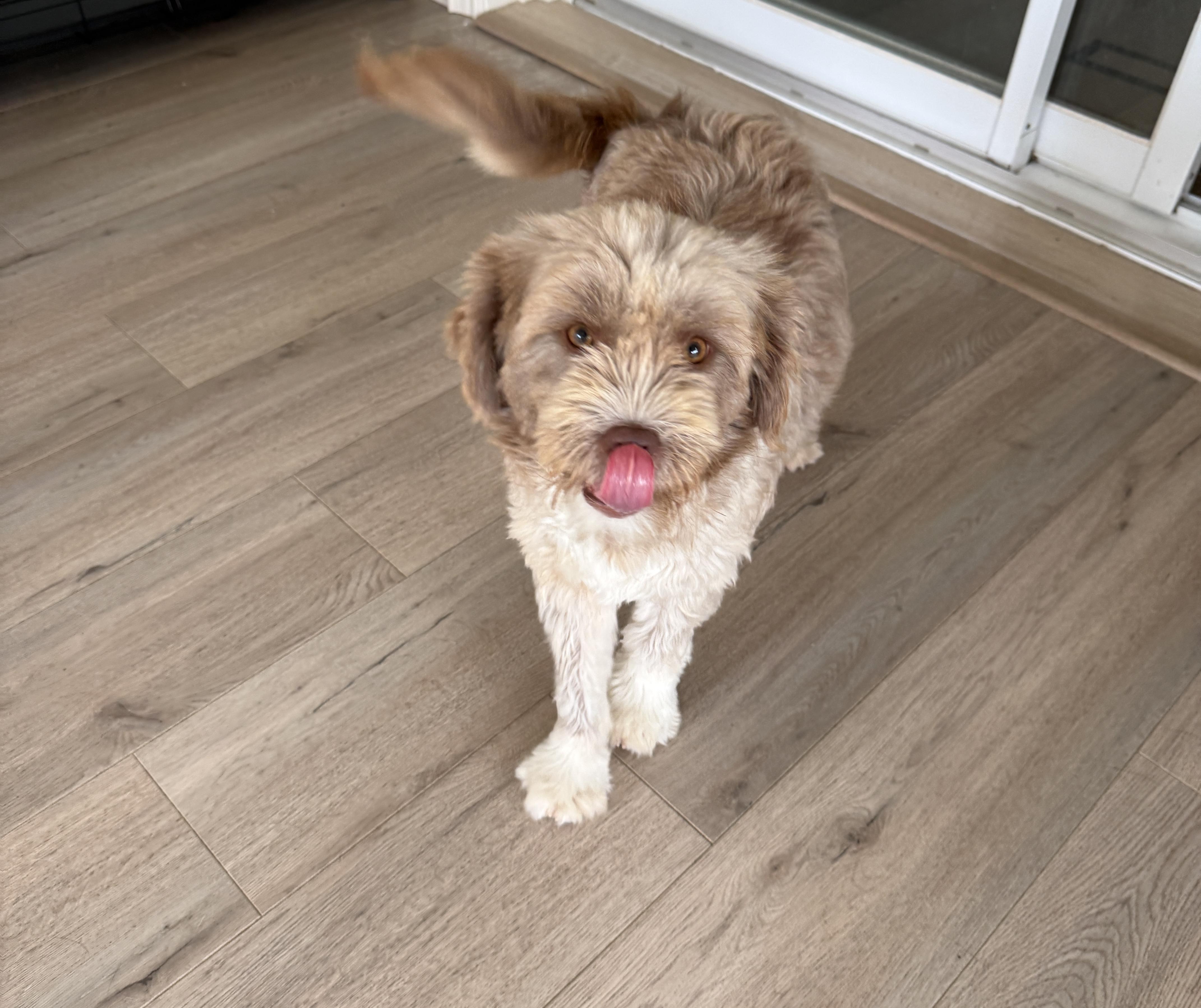 Hazel, Adoptable, Young Female Mixed Breed.