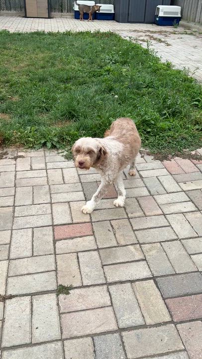 Enlarge Hazel, a Adoptable Mixed Breed in Markham, ON video 4/5