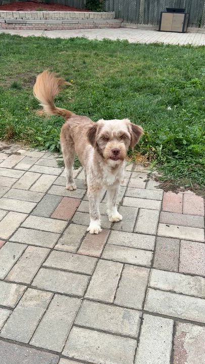 Enlarge Hazel, a Adoptable Mixed Breed in Markham, ON video 3/5