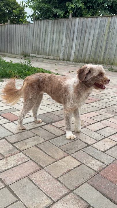 Enlarge Hazel, a Adoptable Mixed Breed in Markham, ON video 2/5