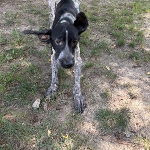 Enlarge Gunther, a ADOPTABLE mixed breed in Dinwiddie, VA image 4/4