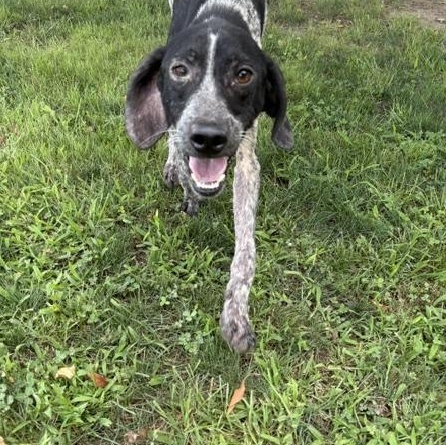 Gunther, ADOPTABLE, Young Male German Shorthaired Pointer.