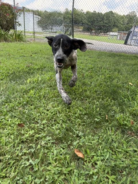 Enlarge Gunther, a ADOPTABLE mixed breed in Dinwiddie, VA image 3/4