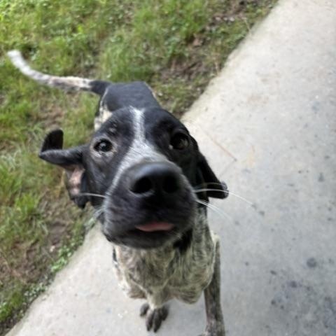 Enlarge Gunther, a ADOPTABLE mixed breed in Dinwiddie, VA image 2/4