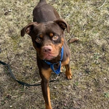 Navada, Adult Male Pit Bull Terrier
