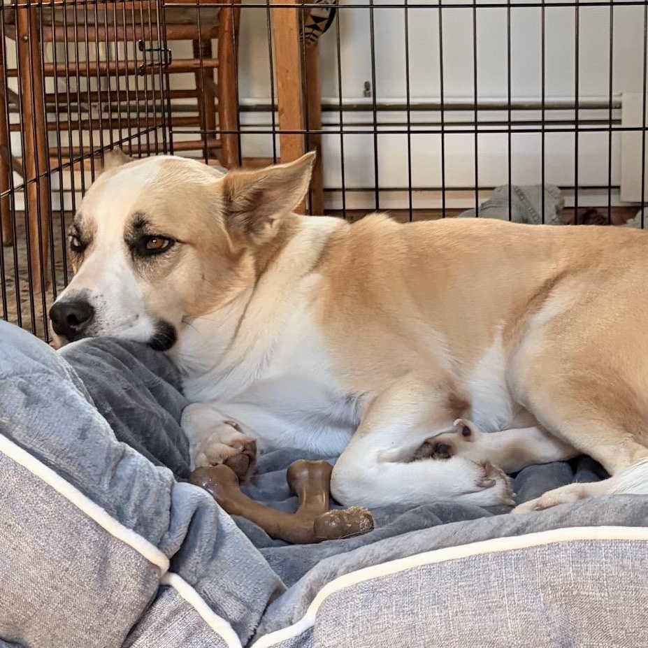 Enlarge Winter, an adopted mixed breed in Seabrook, NH image 5/5