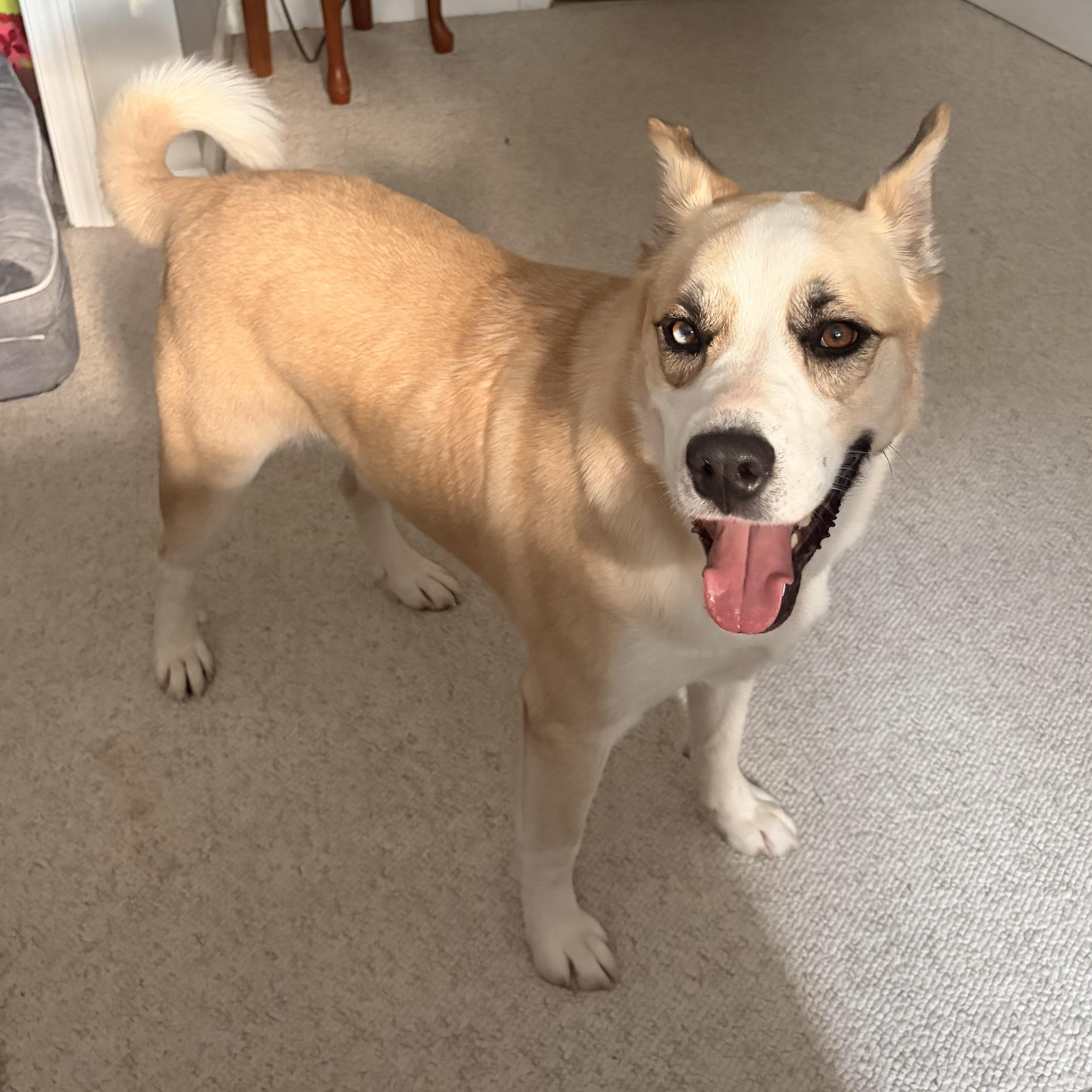 Enlarge Winter, an adopted mixed breed in Seabrook, NH image 2/5