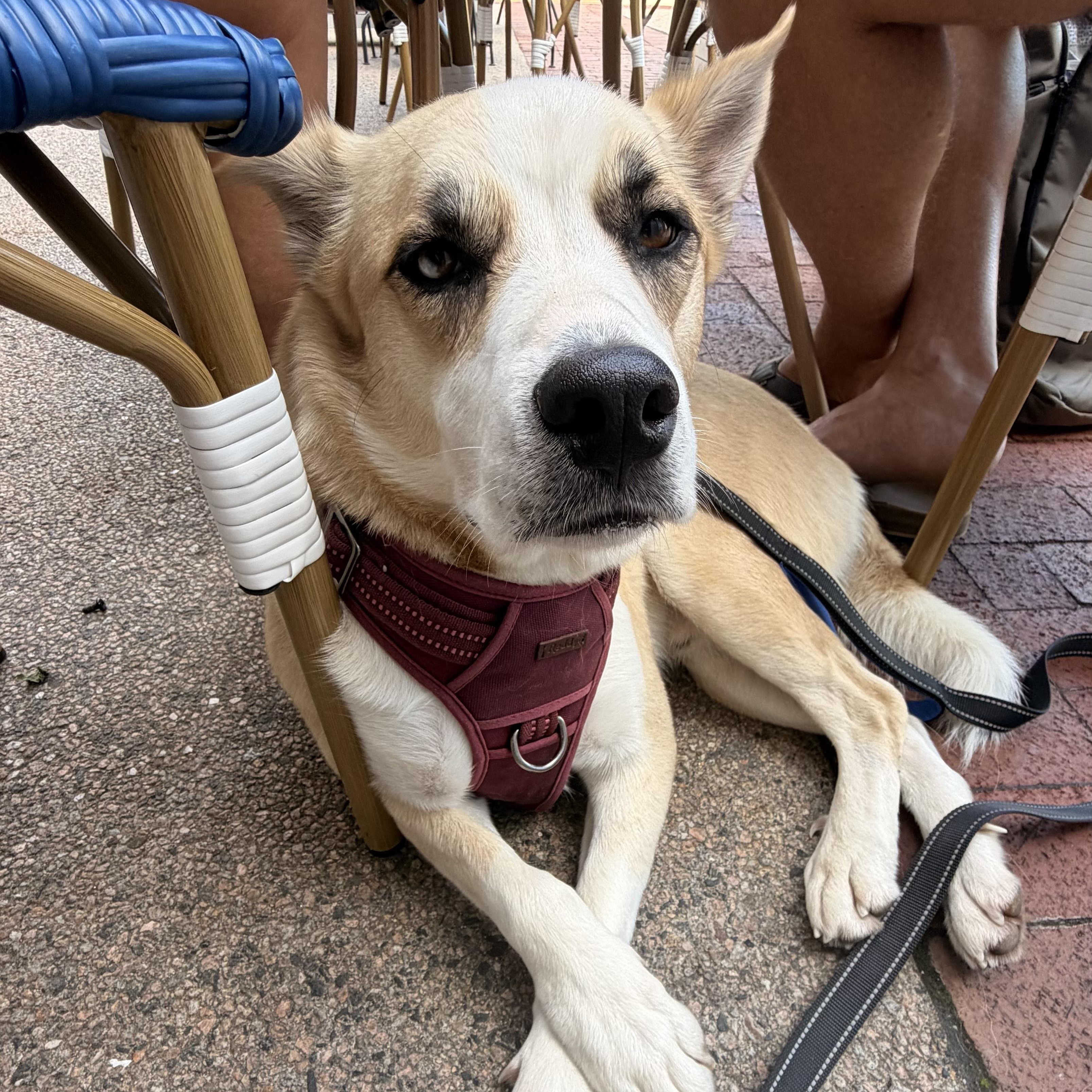 Winter, adopted, Young Male Mixed Breed.