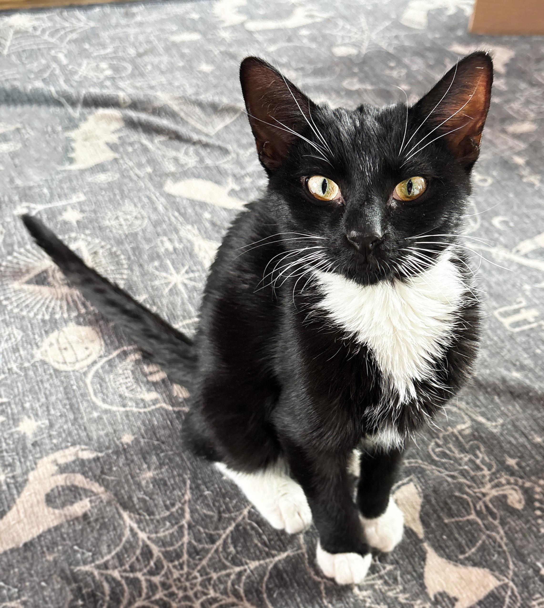 Enlarge Mercury, a ADOPTABLE Domestic Short Hair in Asheville, NC image 1/1