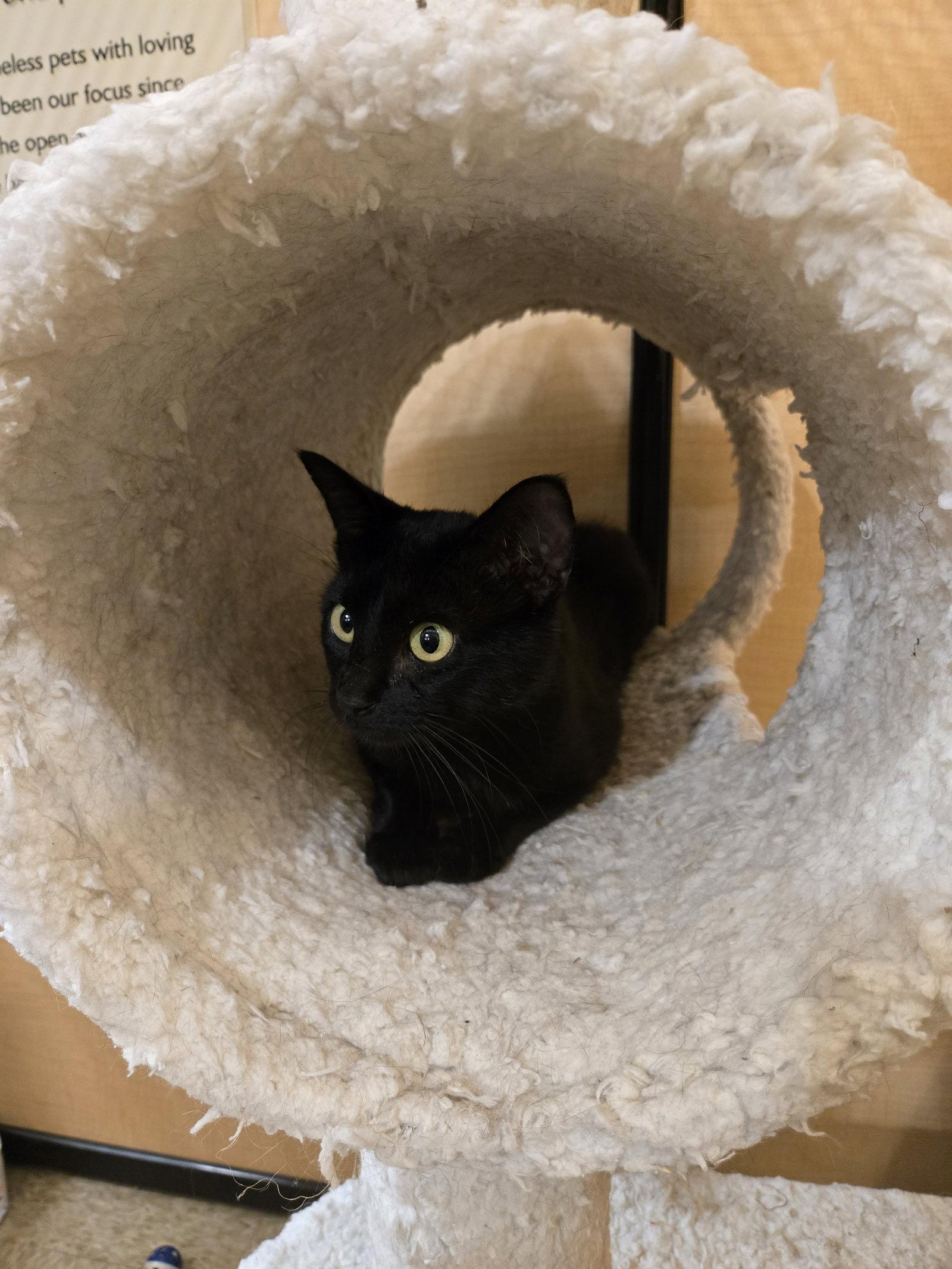 Merlin, Adoptable, Young Male Domestic Short Hair.