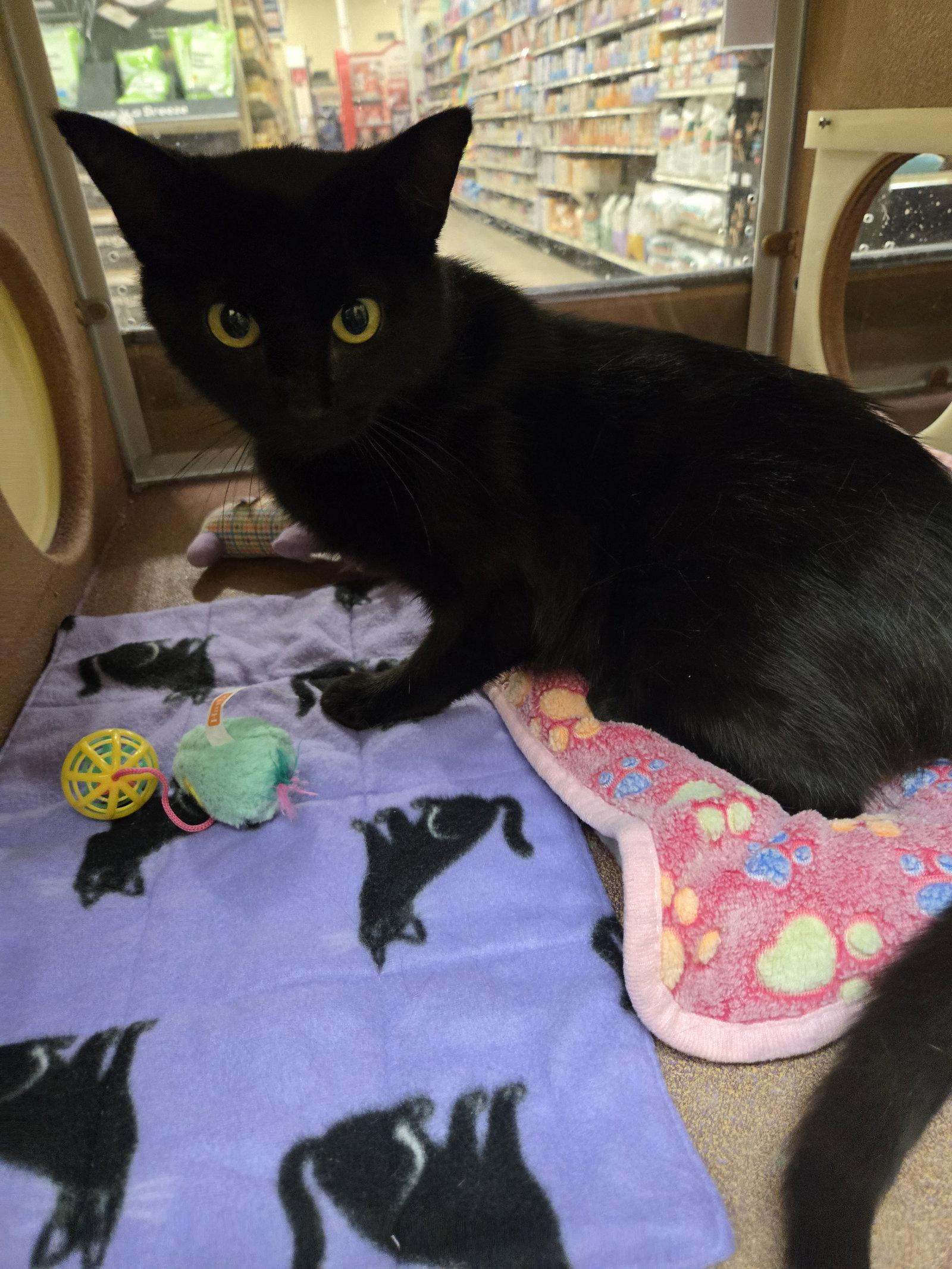 Enlarge Merlin, a Adoptable Domestic Short Hair in Rowlett, TX image 2/3