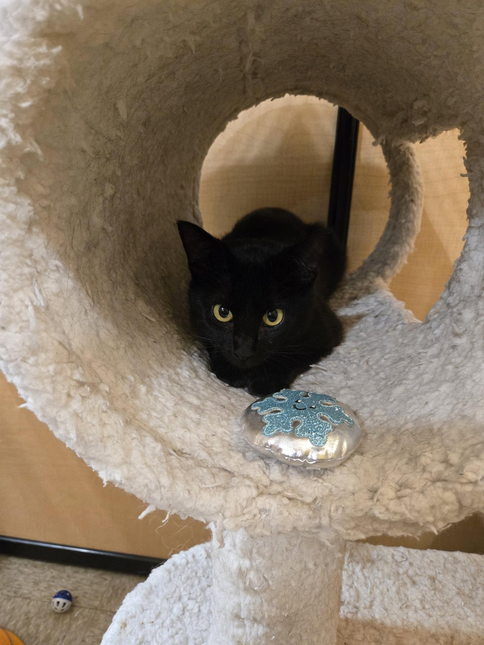 Enlarge Merlin, a Adoptable Domestic Short Hair in Rowlett, TX image 3/3