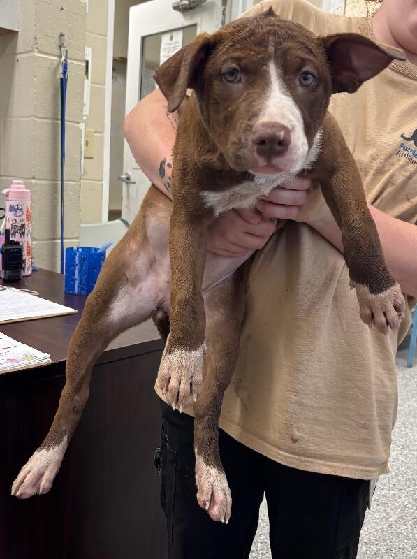 Butternut, Adoptable, Young Female Pit Bull Terrier & Mixed Breed.