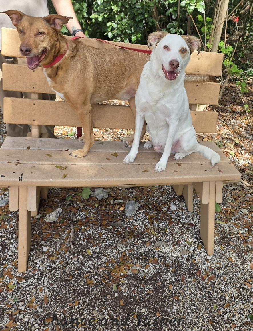 Enlarge Chance & Jasper, a ADOPTABLE mixed breed in Key Largo, FL image 3/6