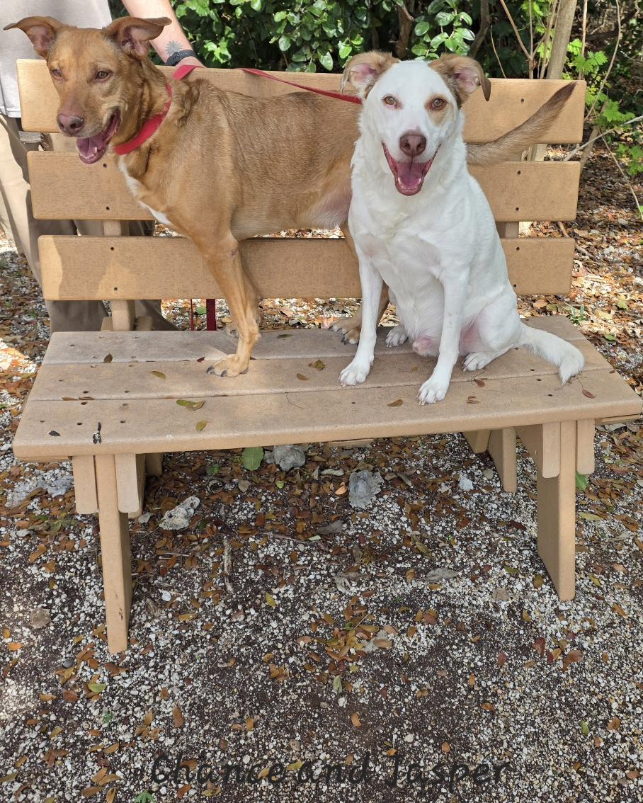 Enlarge Chance & Jasper, a ADOPTABLE mixed breed in Key Largo, FL image 4/6
