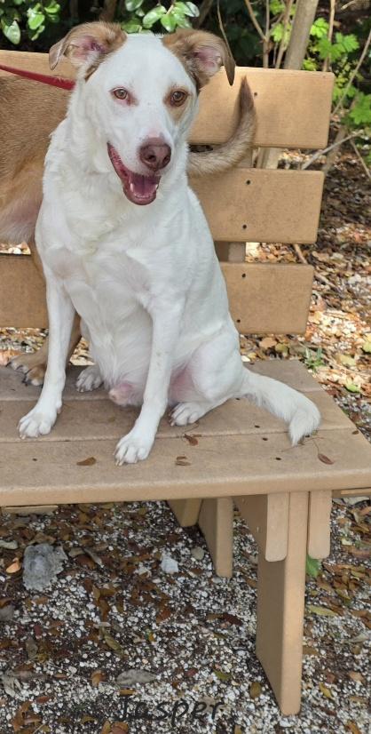 Enlarge Chance & Jasper, a ADOPTABLE mixed breed in Key Largo, FL image 5/6