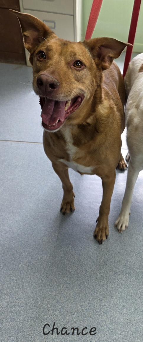 Enlarge Chance & Jasper, a ADOPTABLE mixed breed in Key Largo, FL image 6/6