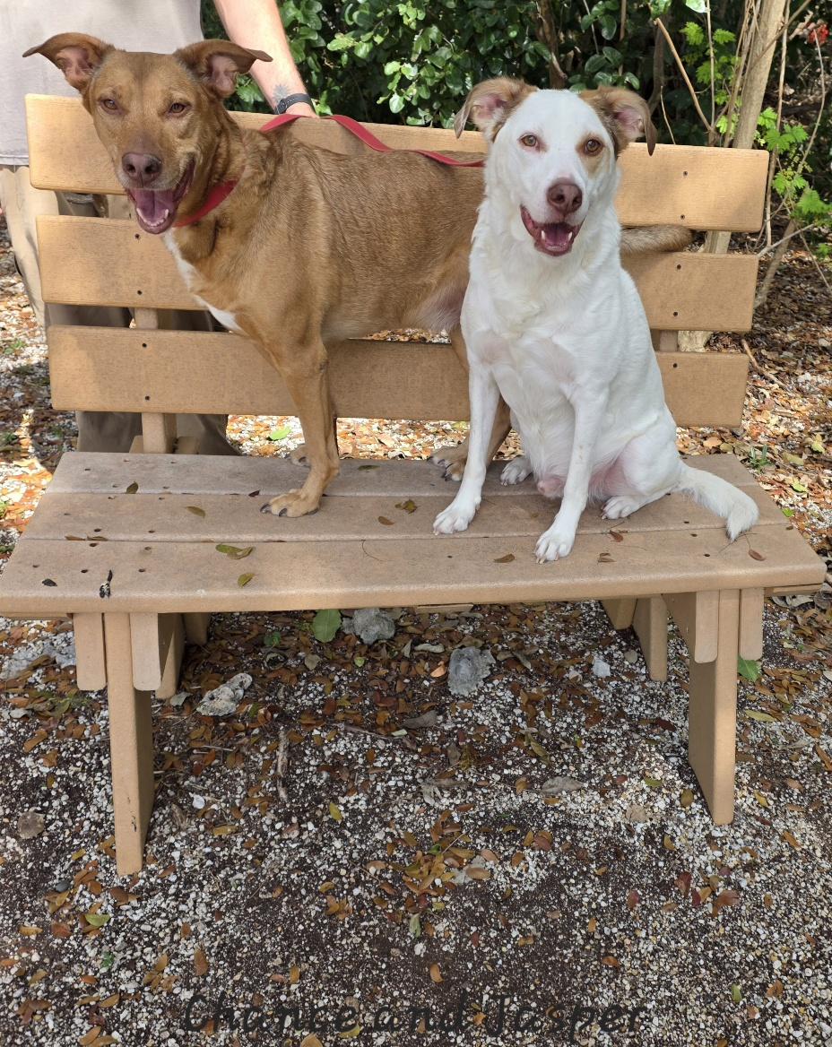 Chance & Jasper, ADOPTABLE, Adult Male Hound & Labrador Retriever.