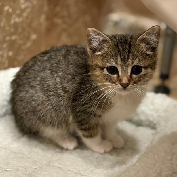 Gobi, a Adoptable Domestic Short Hair in Los Angeles, CA image 1/2