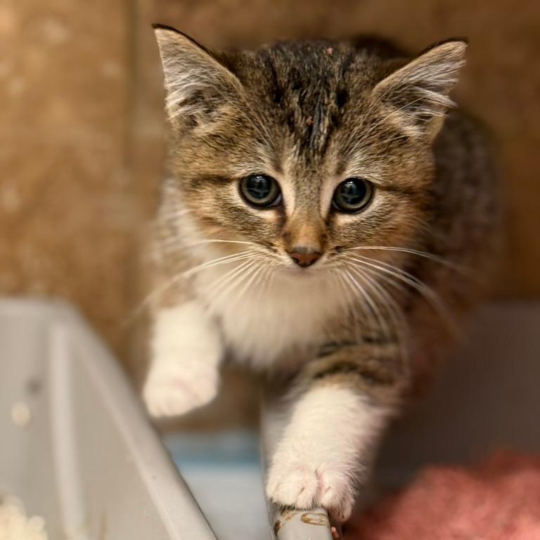Gobi, a Adoptable Domestic Short Hair in Los Angeles, CA image 2/2