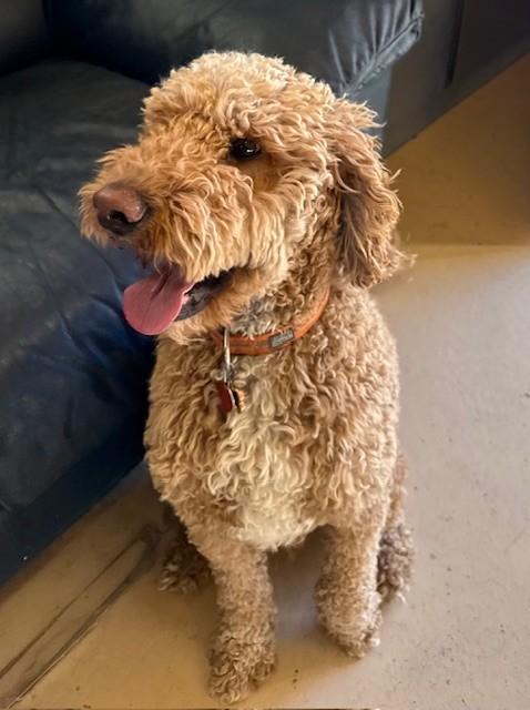Yogi, an adopted Goldendoodle in Golden, CO image 2/2