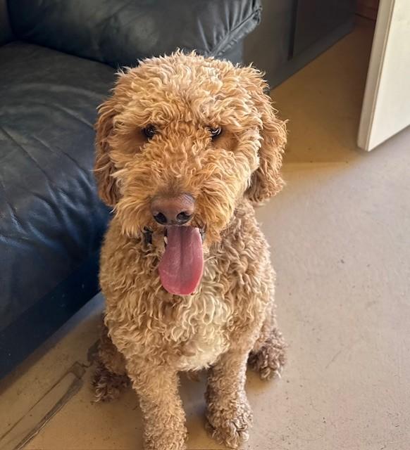 Yogi, an adopted Goldendoodle in Golden, CO image 1/2