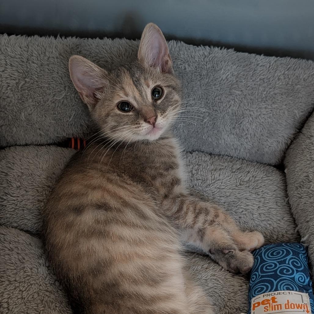 Enlarge Hail Mary, a ADOPTABLE Domestic Short Hair in Cape Girardeau, MO image 1/2
