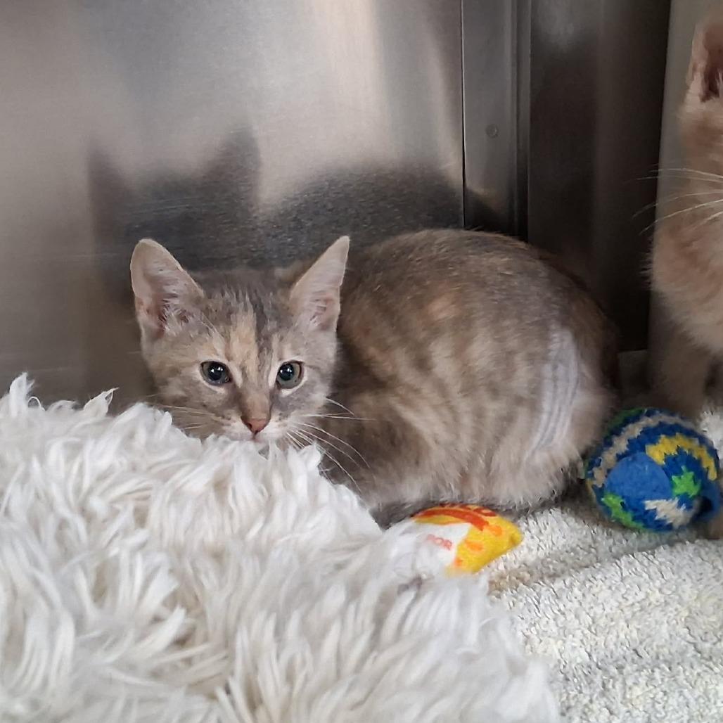 Enlarge Hail Mary, a ADOPTABLE Domestic Short Hair in Cape Girardeau, MO image 2/2