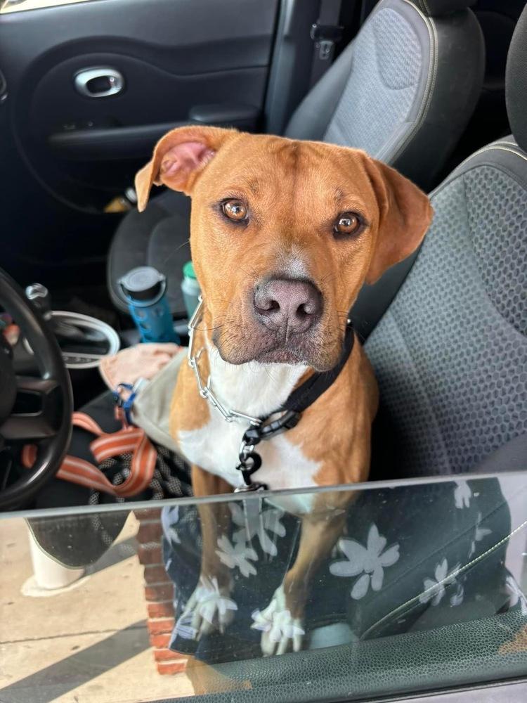 Enlarge DJ, a Adoptable mixed breed in Carrollton, VA image 1/6