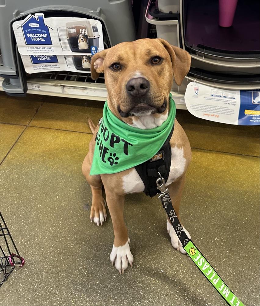 Enlarge DJ, a Adoptable mixed breed in Carrollton, VA image 4/6