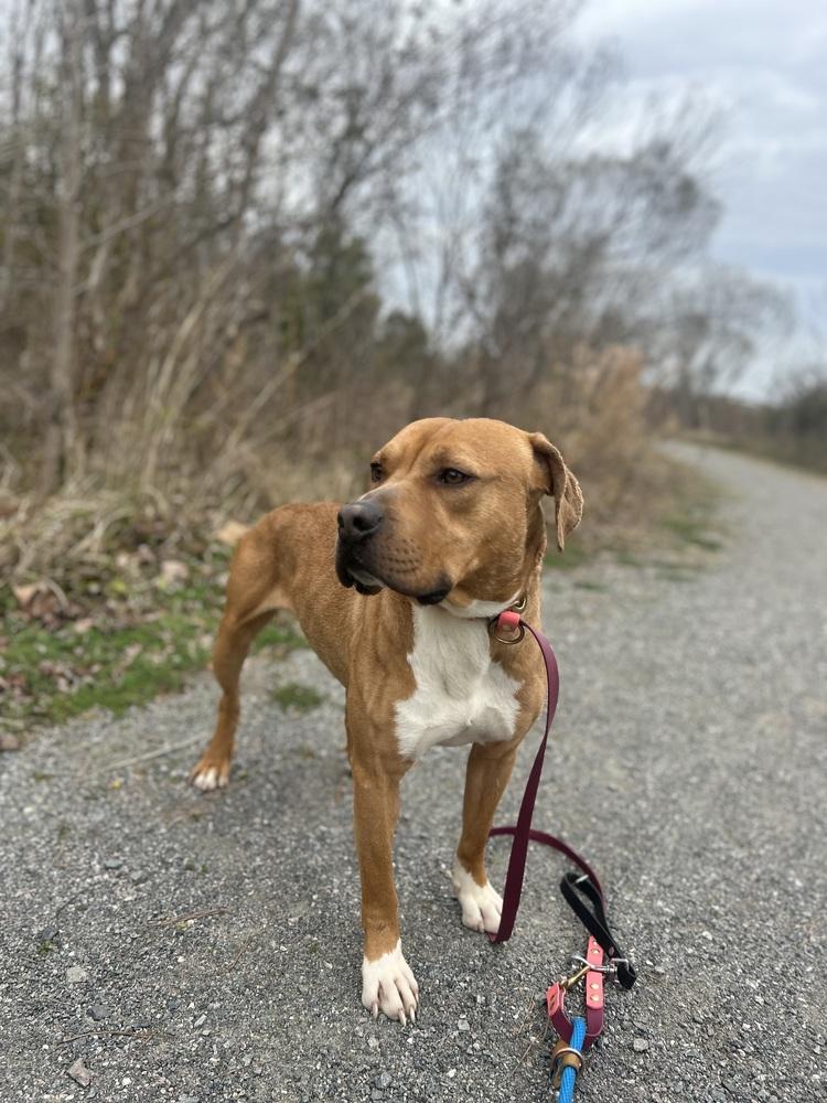 Enlarge DJ, a Adoptable mixed breed in Carrollton, VA image 6/6