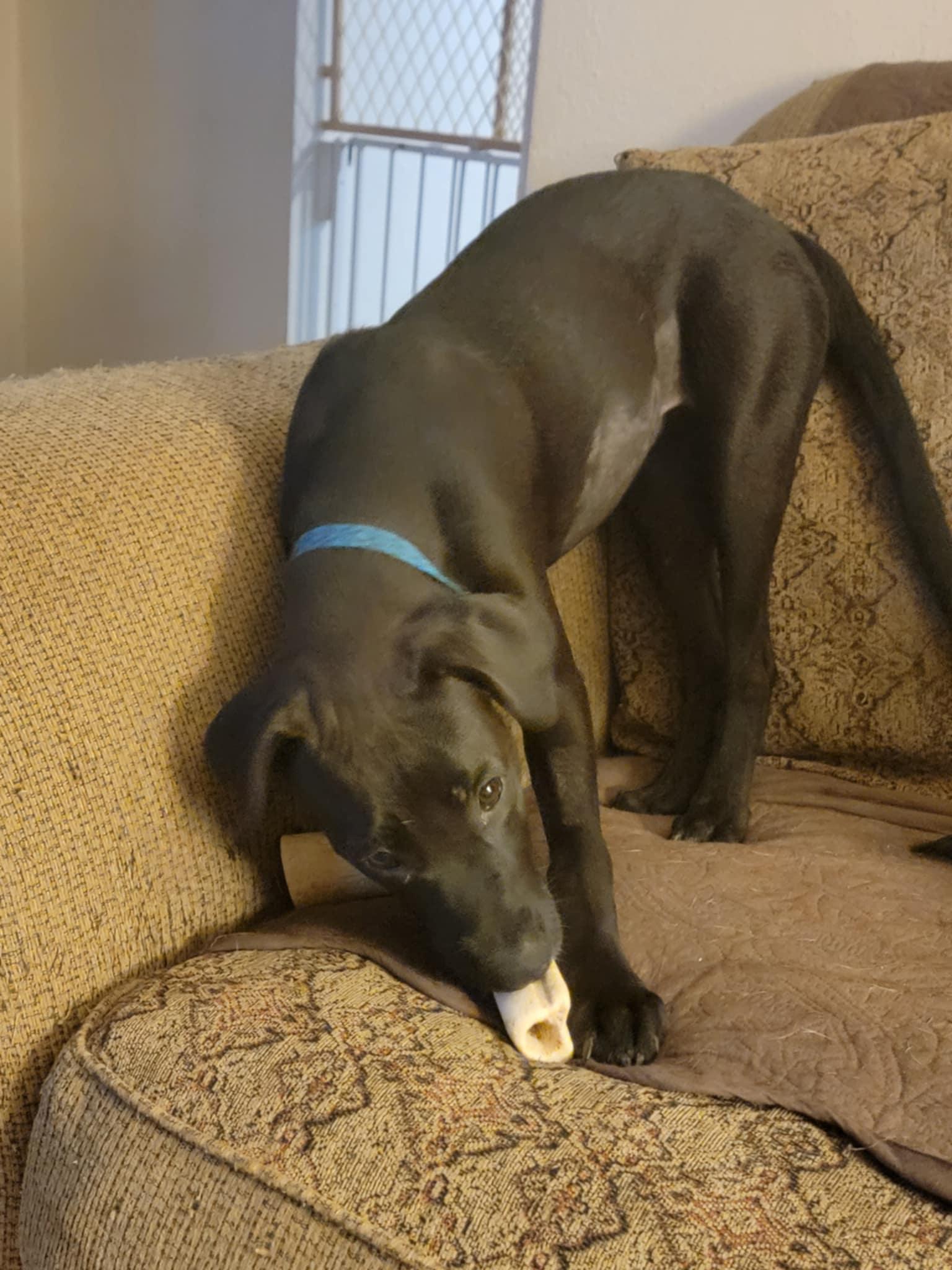 Betty, Adoptable, Young Female Labrador Retriever.