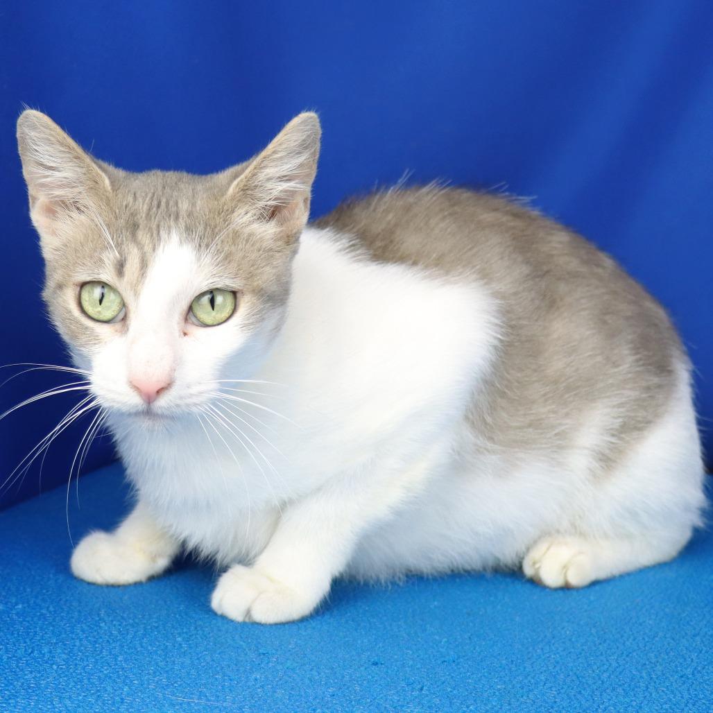 Mauve - 081904U, Adoptable, Adult Female Domestic Short Hair.