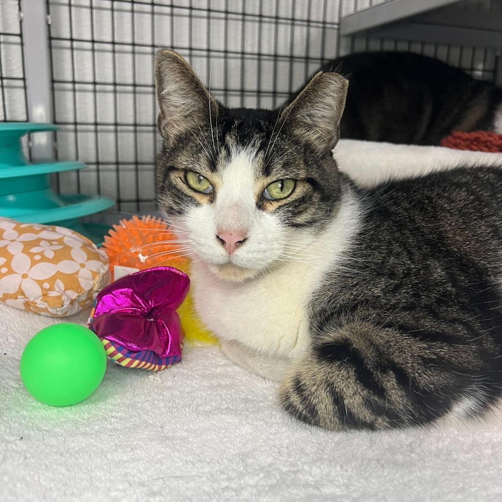 Pippin Took (Bonded to Merry), Adoptable, Senior Male Domestic Short Hair.