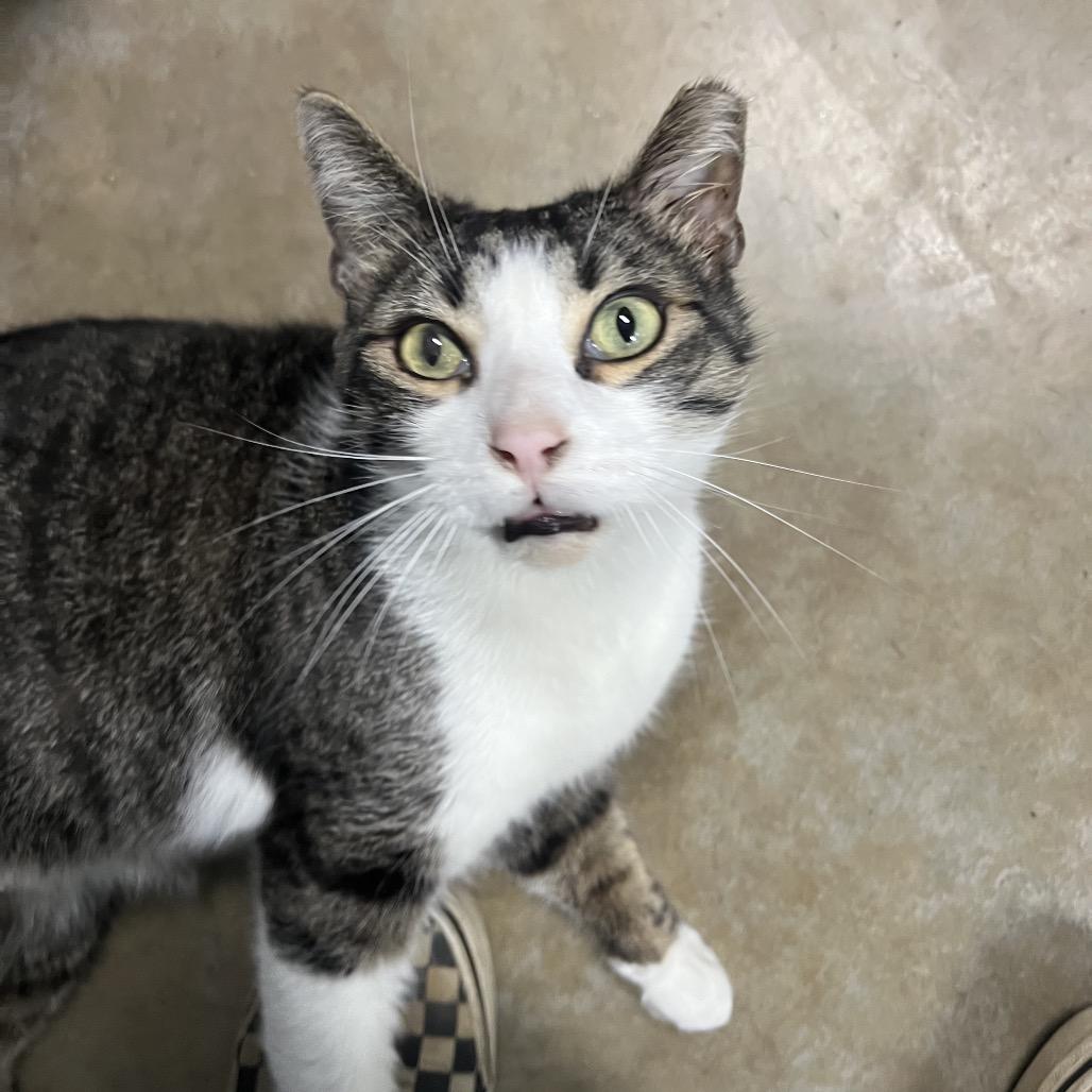 Enlarge Pippin Took (Bonded to Merry), a Adoptable Domestic Short Hair in Waynesville, NC image 2/5