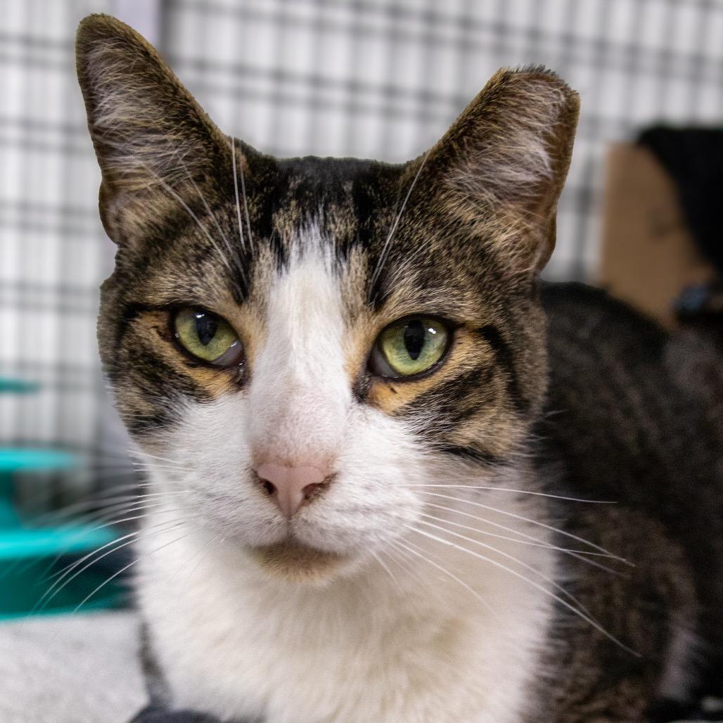 Enlarge Pippin Took (Bonded to Merry), a Adoptable Domestic Short Hair in Waynesville, NC image 3/5