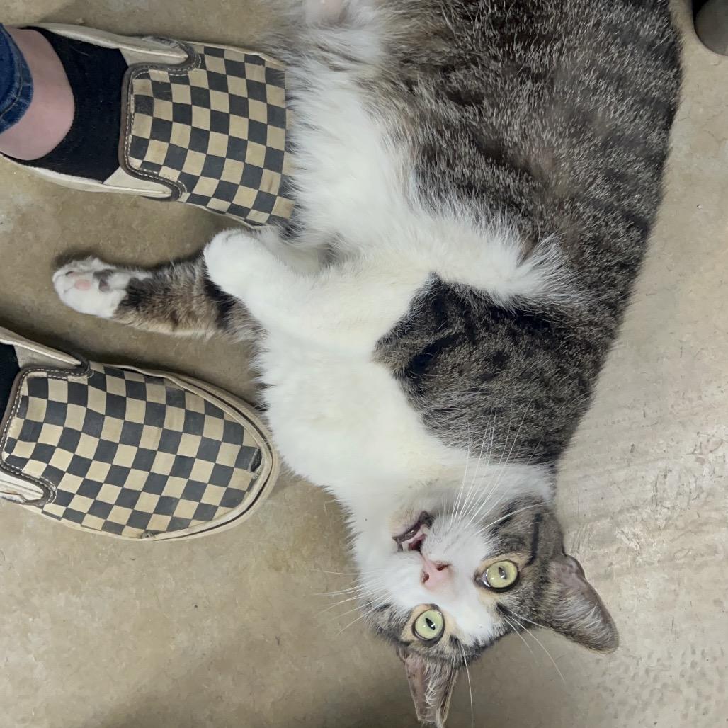 Enlarge Pippin Took (Bonded to Merry), a Adoptable Domestic Short Hair in Waynesville, NC image 4/5