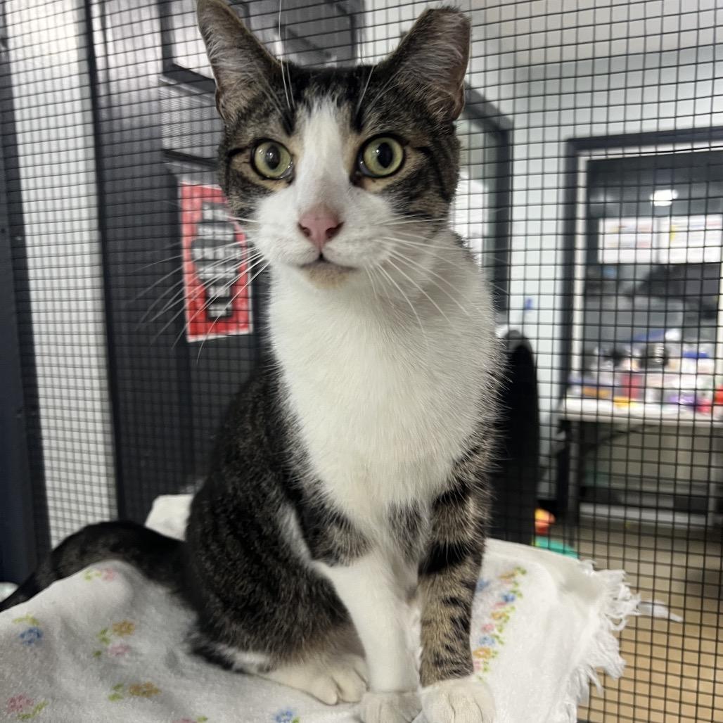 Enlarge Pippin Took (Bonded to Merry), a Adoptable Domestic Short Hair in Waynesville, NC image 5/5