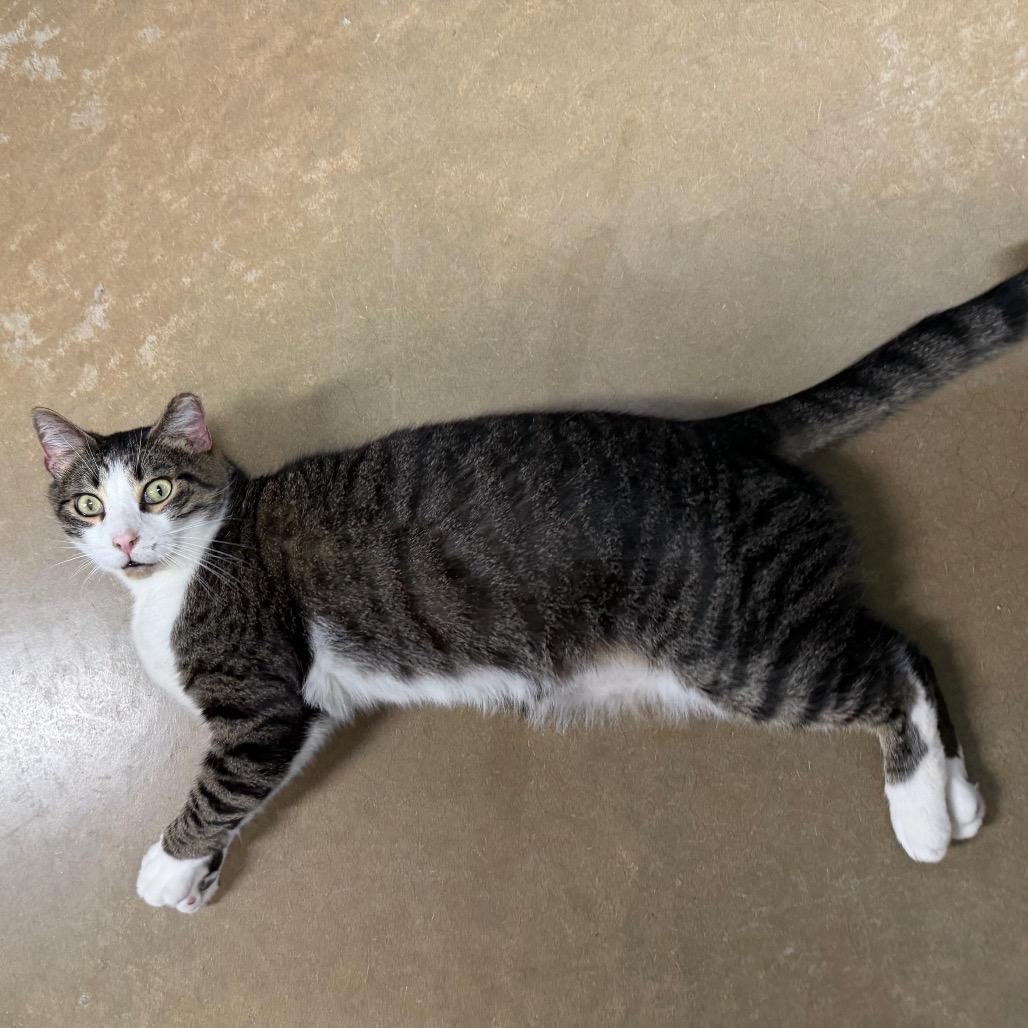 Pippin Took (Bonded to Merry), a Adoptable Domestic Short Hair in Waynesville, NC image 6/6