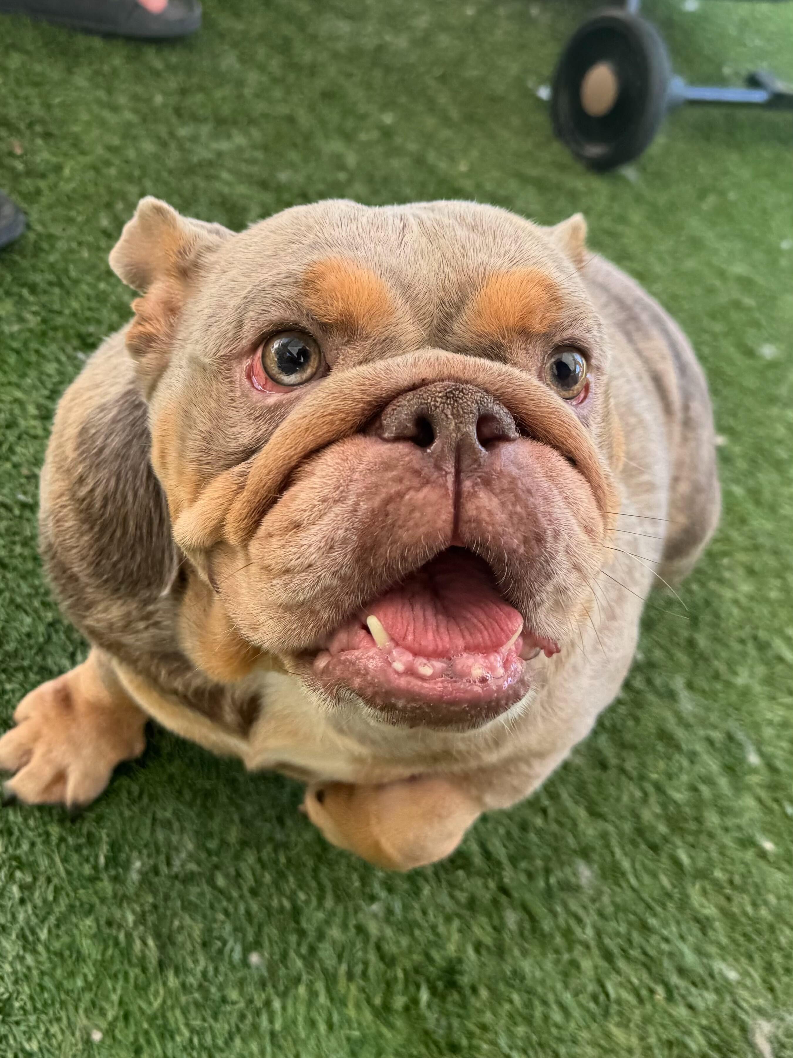 Matilda, adoptable, Adult Female English Bulldog.