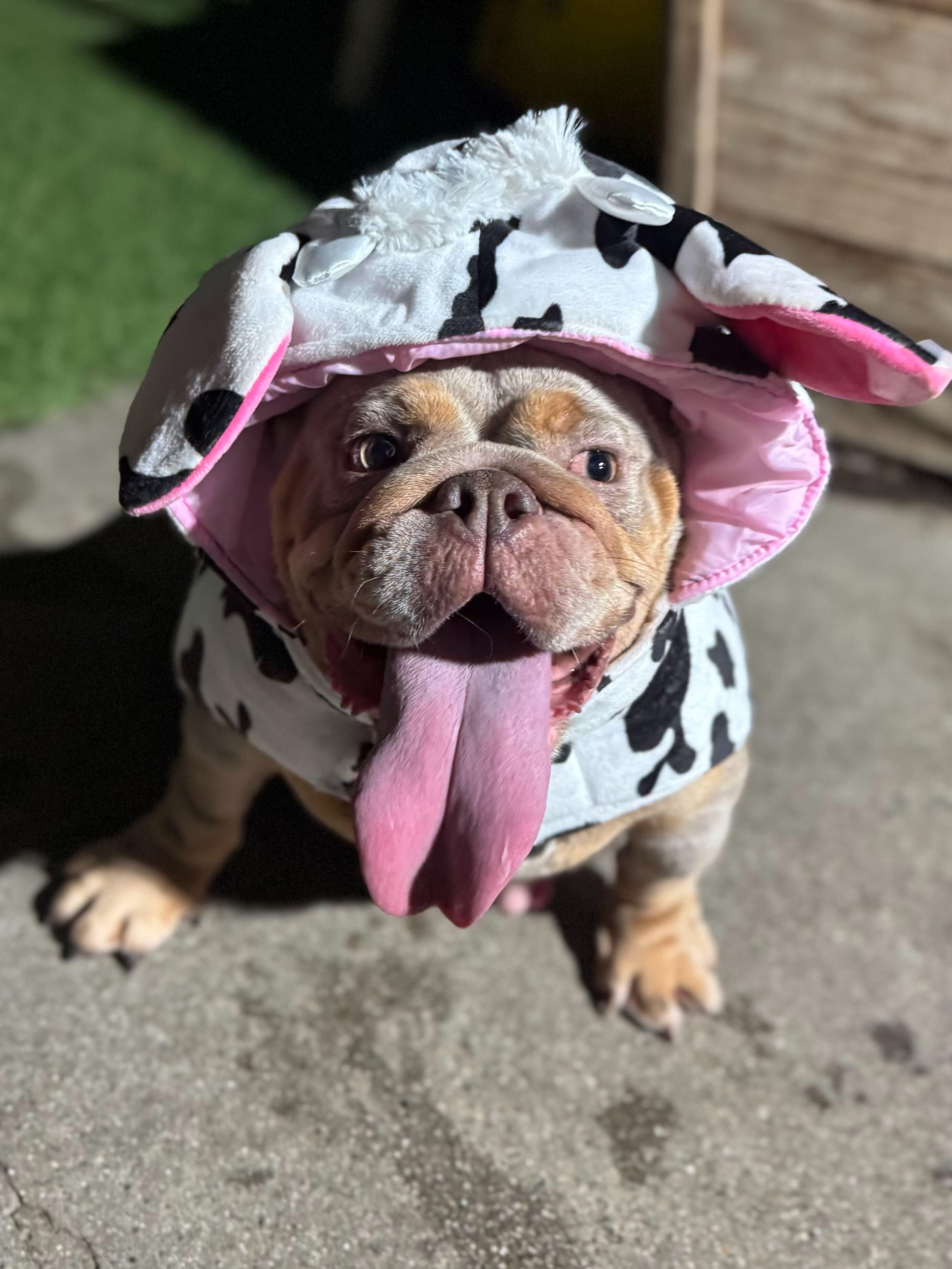 Enlarge Matilda, an adoptable English Bulldog in San Rafael, CA image 2/2