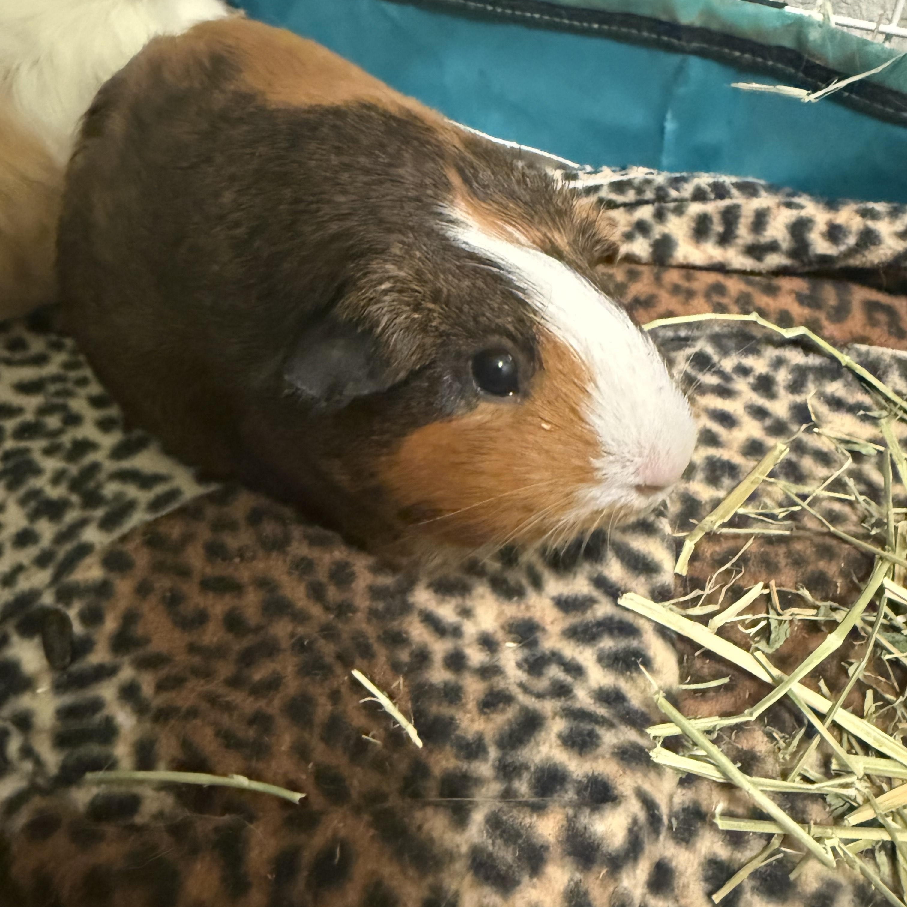 Karna & Arjena, an adoptable Guinea Pig in Austin, TX image 3/5