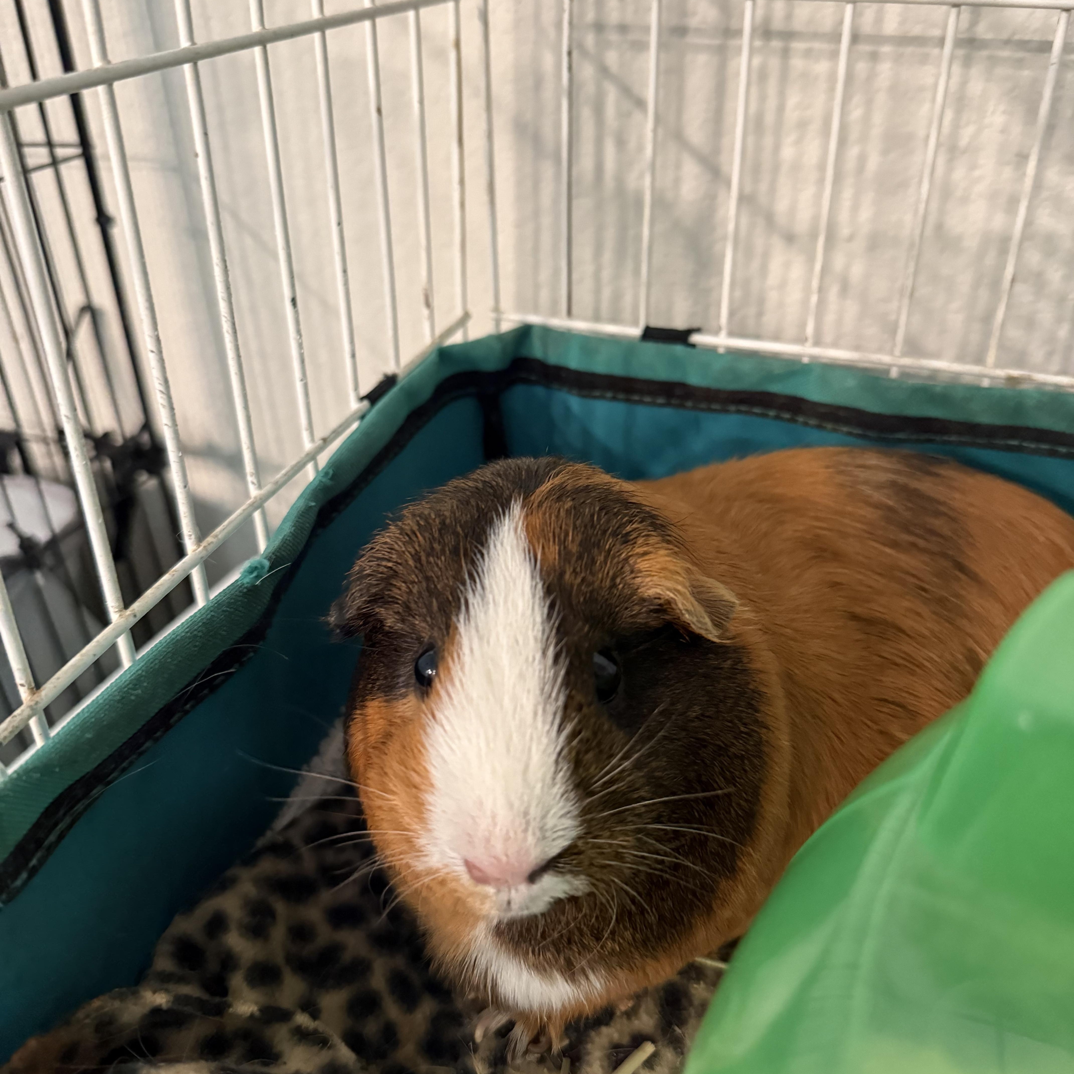 Karna & Arjena, an adoptable Guinea Pig in Austin, TX image 2/5
