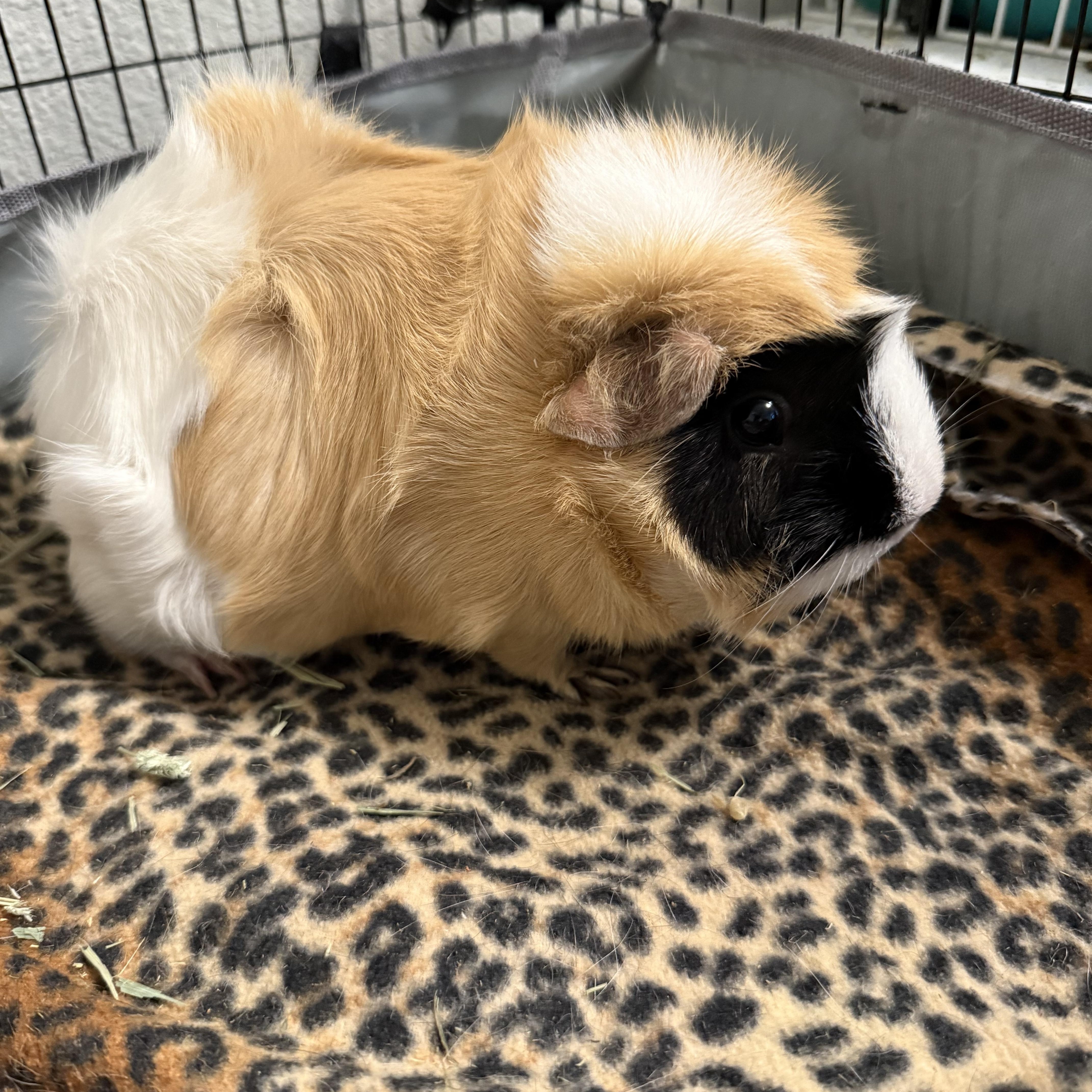 Karna & Arjena, an adoptable Guinea Pig in Austin, TX image 4/5