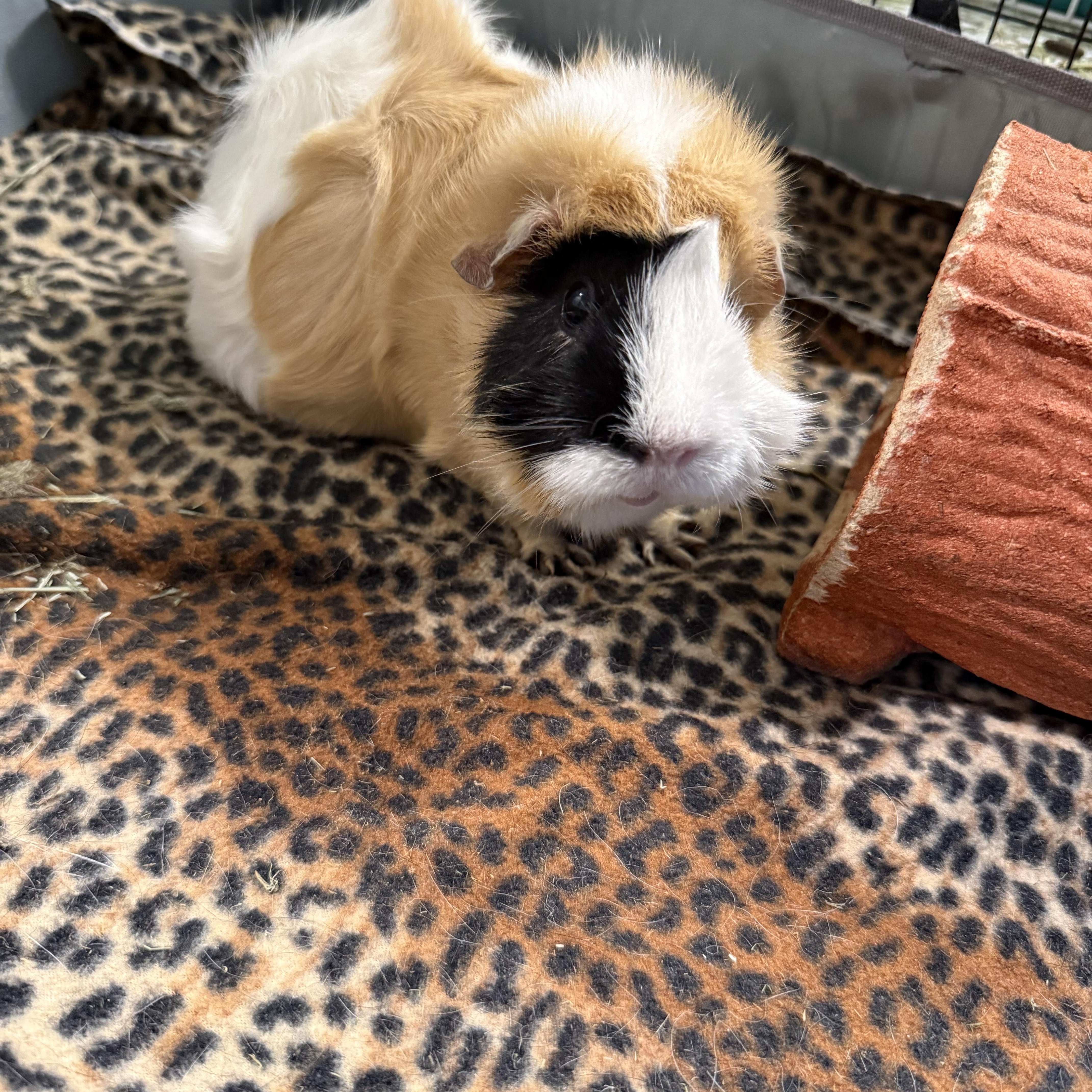 Karna & Arjena, an adoptable Guinea Pig in Austin, TX image 5/5