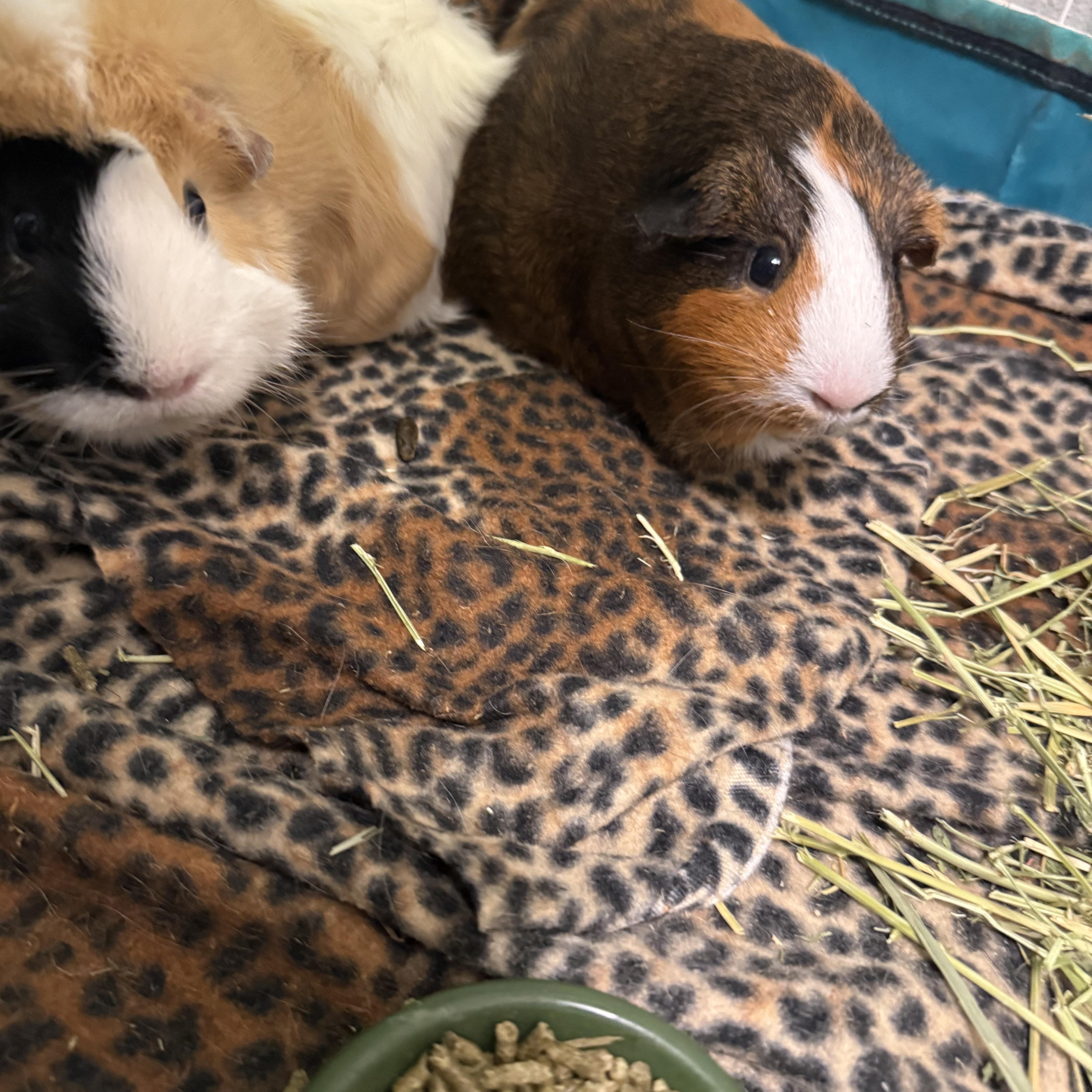 Karna & Arjena, adoptable, Adult Female Guinea Pig.