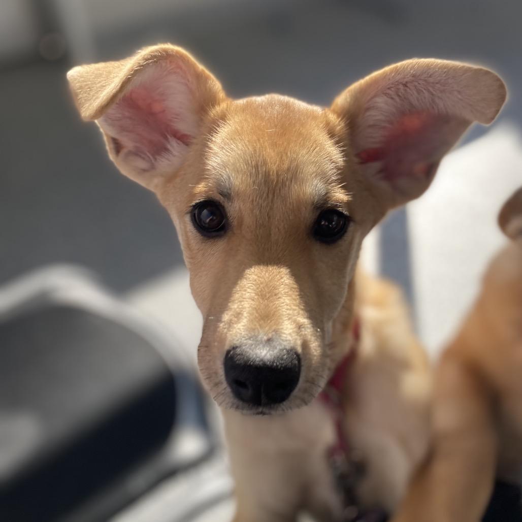 Ginger, Adoptable, Young Female Mixed Breed.