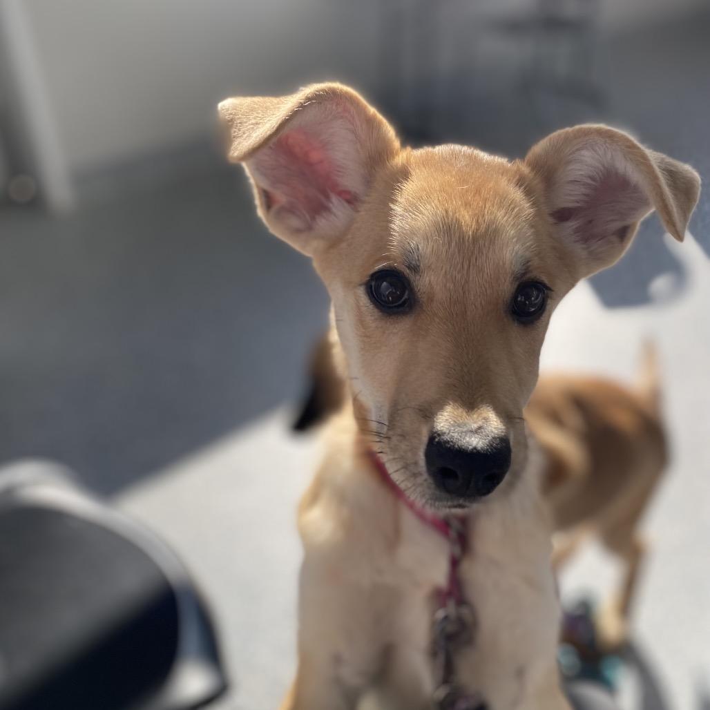 Enlarge Ginger, a Adoptable Mixed Breed in Great Falls, MT image 2/6